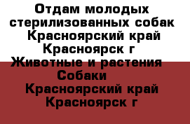 Отдам молодых стерилизованных собак - Красноярский край, Красноярск г. Животные и растения » Собаки   . Красноярский край,Красноярск г.